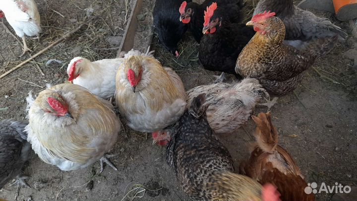 Инкубационное Яйцо