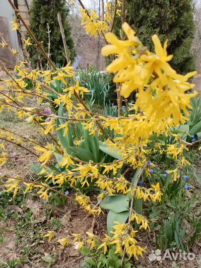 Декоративные многолетние цветы и кустарники