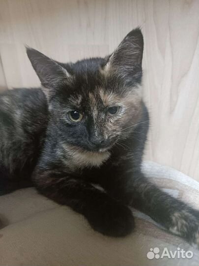 Котенок Мусенька