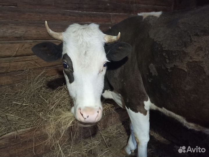 Домашняя корова и два домашних бычка