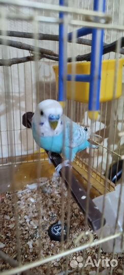 Попугаи с клеткой