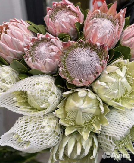 Протея букеты из протеи с доставкой