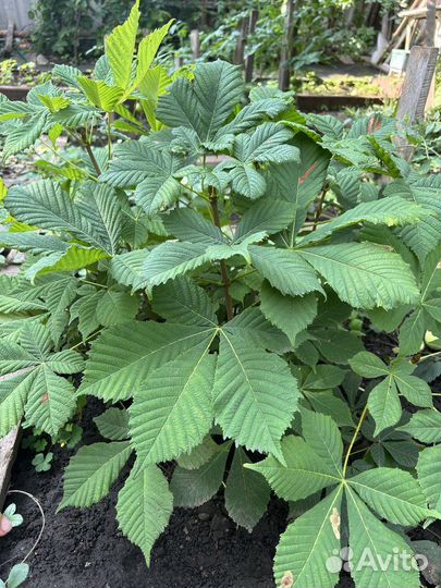 Саженцы каштана