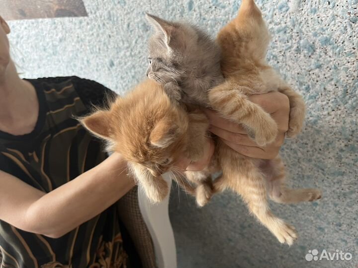 Котики