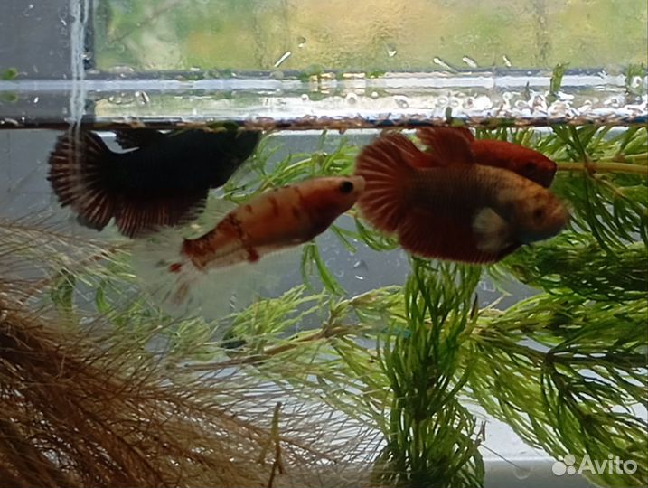 Рыба петушок