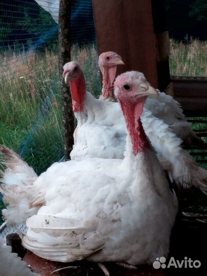 Индюки биг 6, хайбрид конвертер яйцо импорт