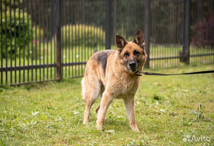 Немецкая овчарка в добрые руки