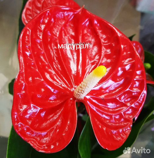 Антуриум(модурал)