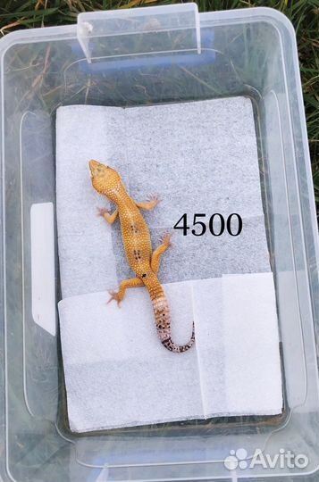 Гекконы эублефары