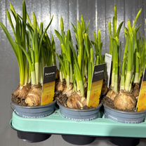 Луковичные Нарциссы