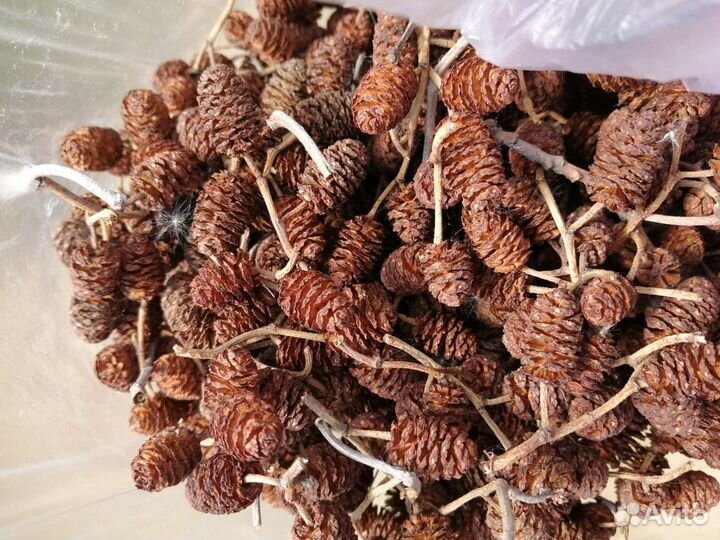 Шишки ольхи