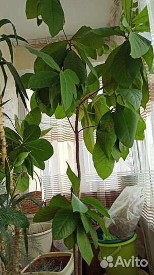 Дерево из Тайланда, мангровые, баррингтония