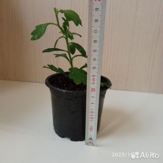 Комнатные цветы. Хризантема домашняя