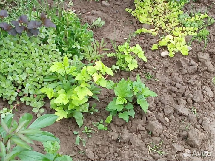 Сеженцы пузыреплодник