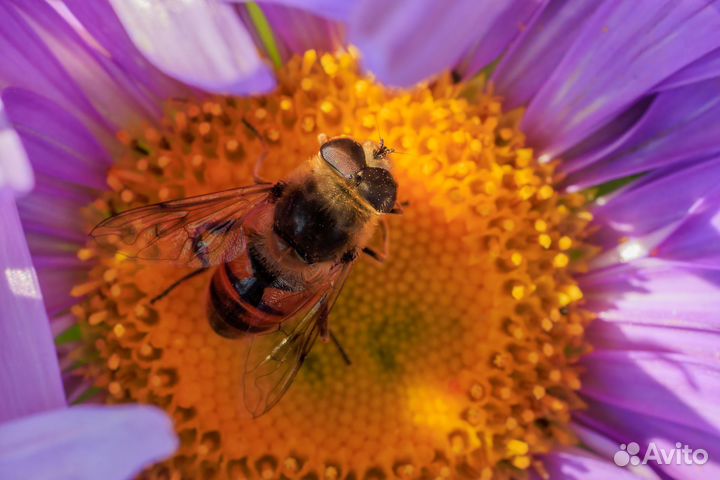 Canon RF 100mm F2.8L Macro IS USM