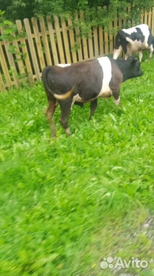 Бык и телка