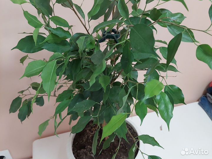 Фикус бенджамина