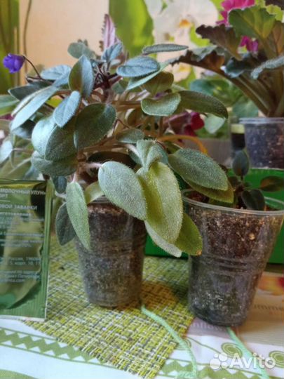 Фиалка мини