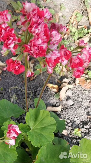 Продам пеларгонию