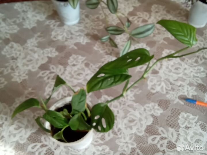 Ампельные растения