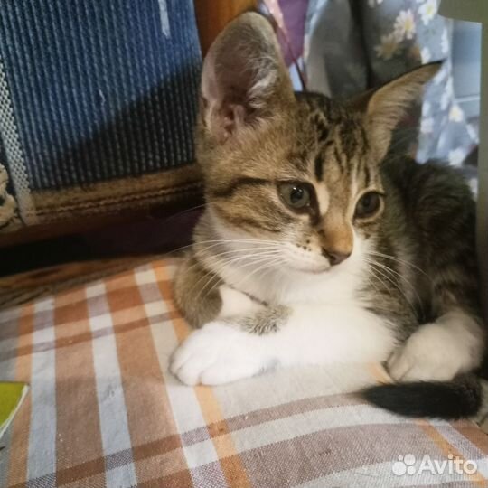 Котенок-девочка в добрые руки