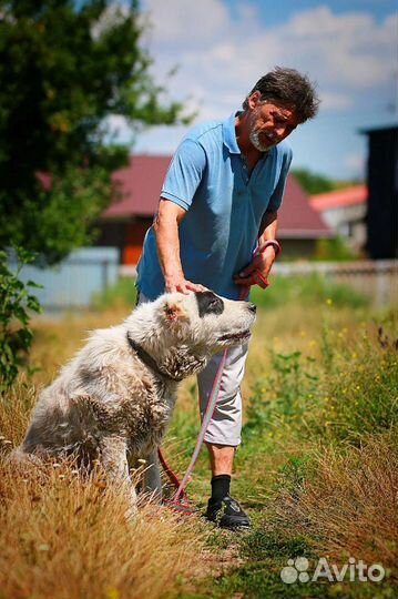 Алабай в дар