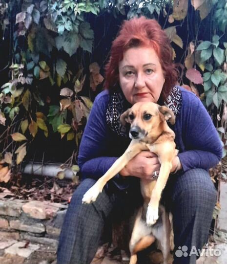 Собака в добрые руки