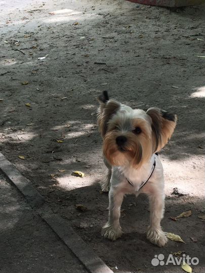 Йоркширский терьер Вязка