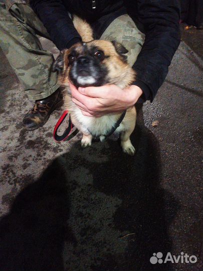 Найдена собака