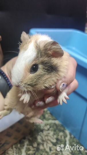 Морские свинки