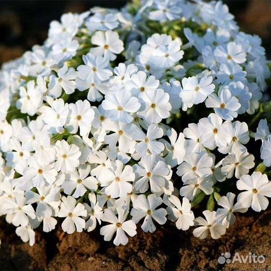 Флокс шиловидный