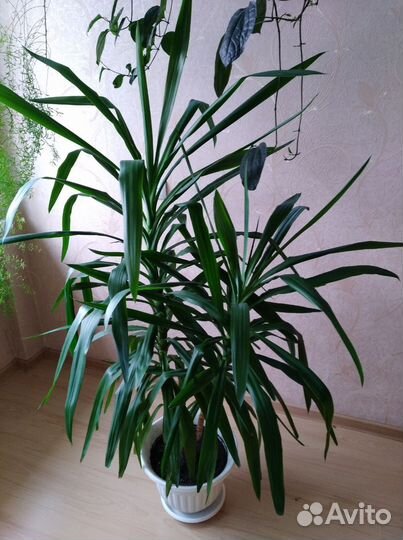 Пальма юкка