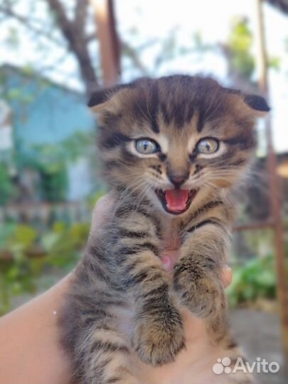 Британская кошка