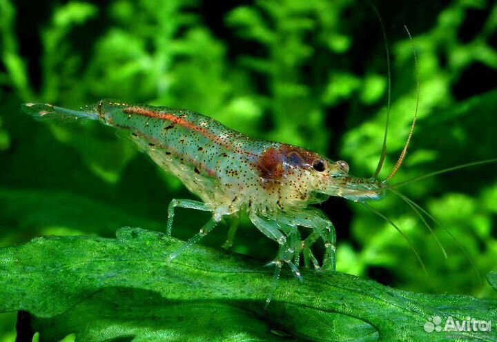 Аквариумные креветки продажа