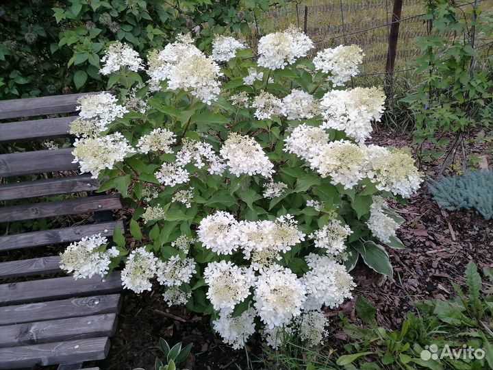 Гортензии, ирисы сибирские, декоратив.лианы и др