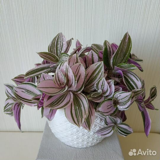 Традесканция Нанук