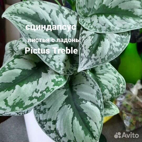 Сциндапсусы и Филодендрон