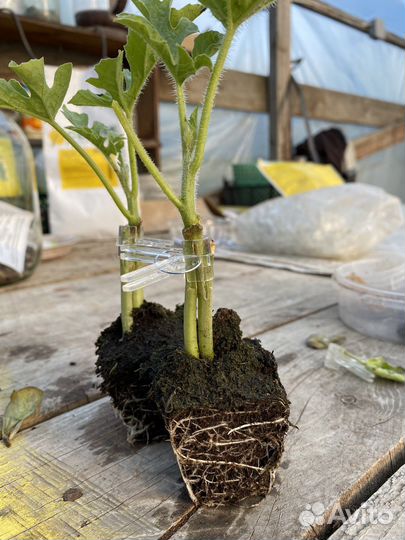 Клипсы, прищепки для прививки (беспл. доставка)