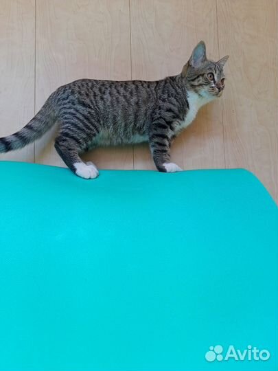 Котята бесплатно