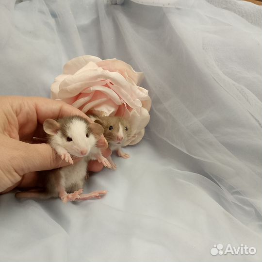 Крысята дамбо девочки