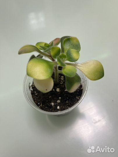 Аихризон вариегатный