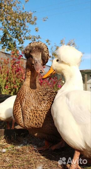 Хохлатая утка, индийский бегун, яйцо на инкубацию