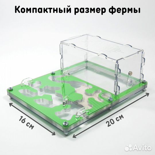 Муравьиная ферма 