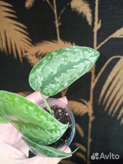 Сциндапсусы