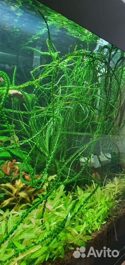 Аквариумные растения