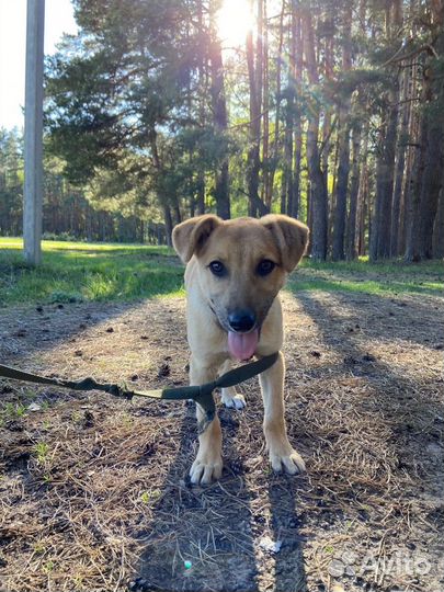 Щенок Мишка