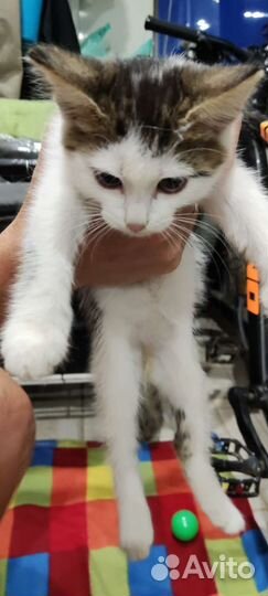 Кошки в добрые руки