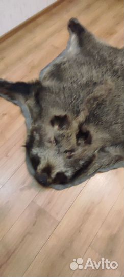 Продается шкура кабана