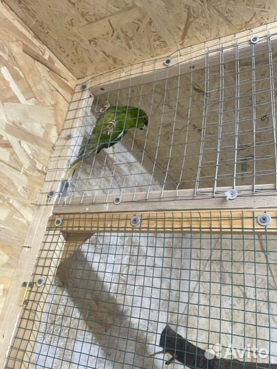 Попугай птенец