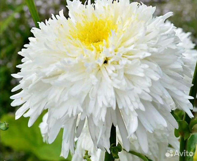 Махровая ромашка 